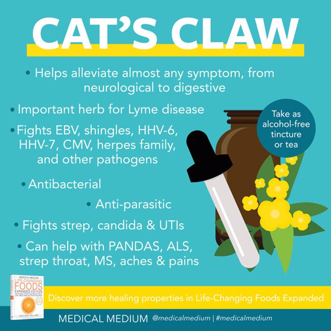 Cat's Claw: Life-Changing Herb