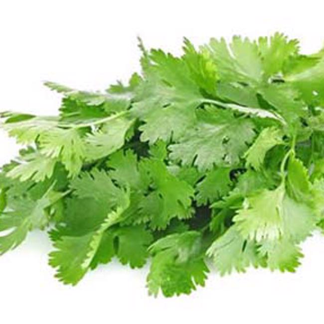 Cilantro