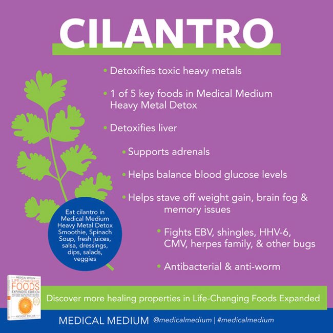 Cilantro - Life Changing Food