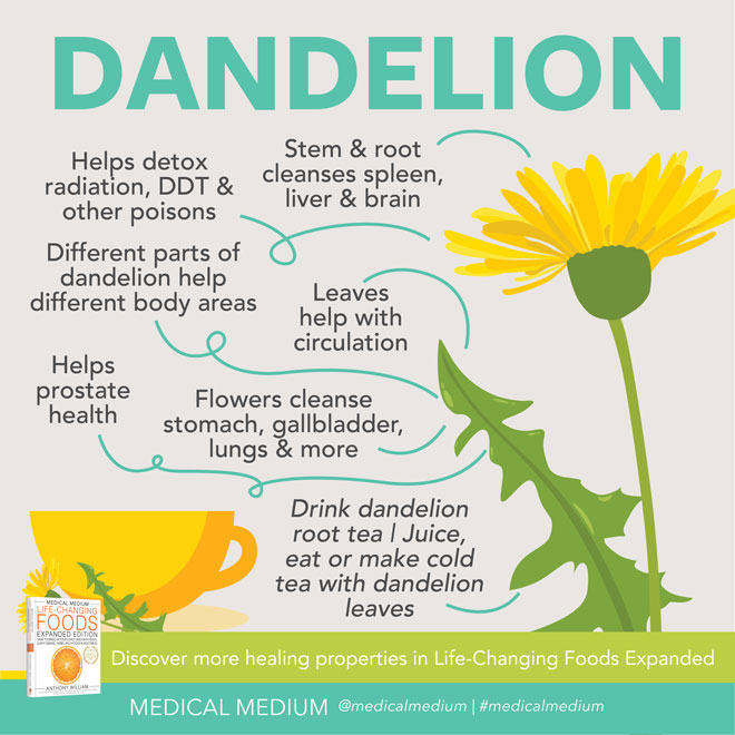 Dandelion: Powerful Cleanser
