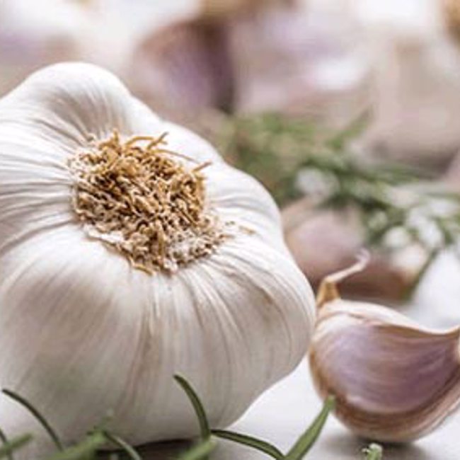 Garlic