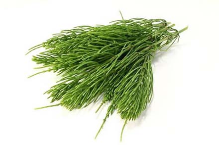 Horsetail