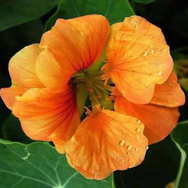 Nasturtiums