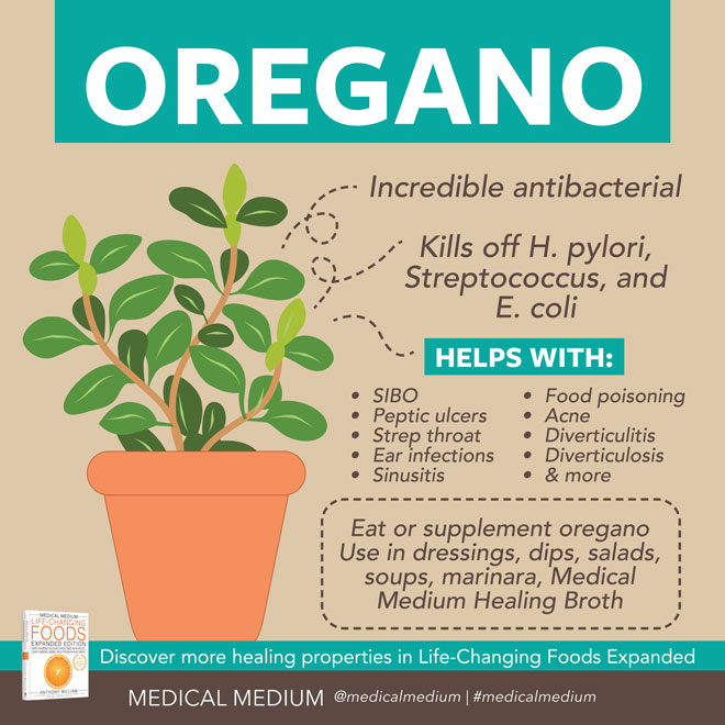 Oregano: Bacteria Killer