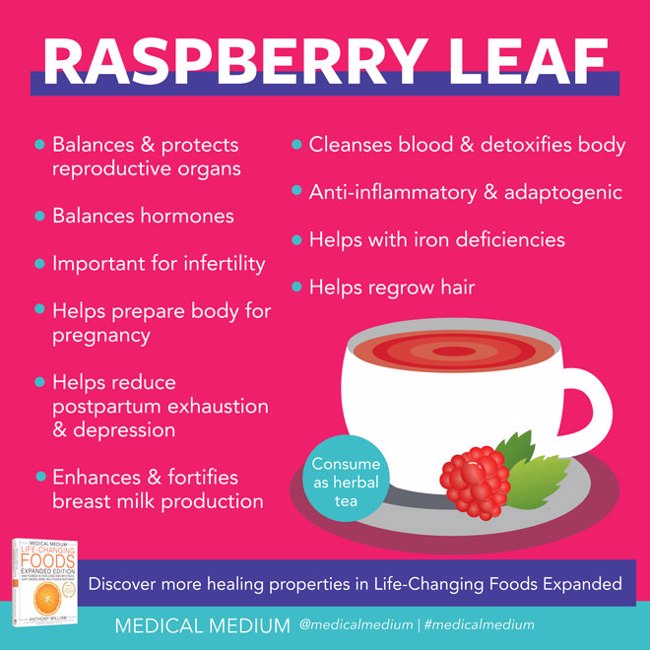 Raspberry Leaf - Life-Changing Herb