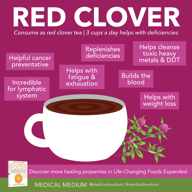 Red Clover: Lymph Cleanser
