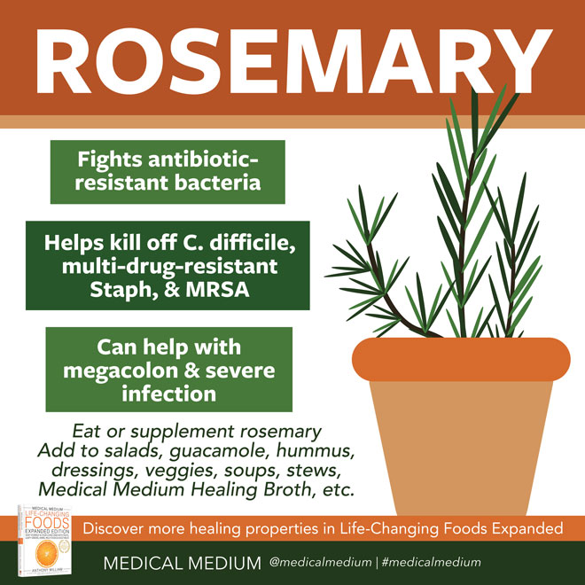 Rosemary: Bacteria Fighter
