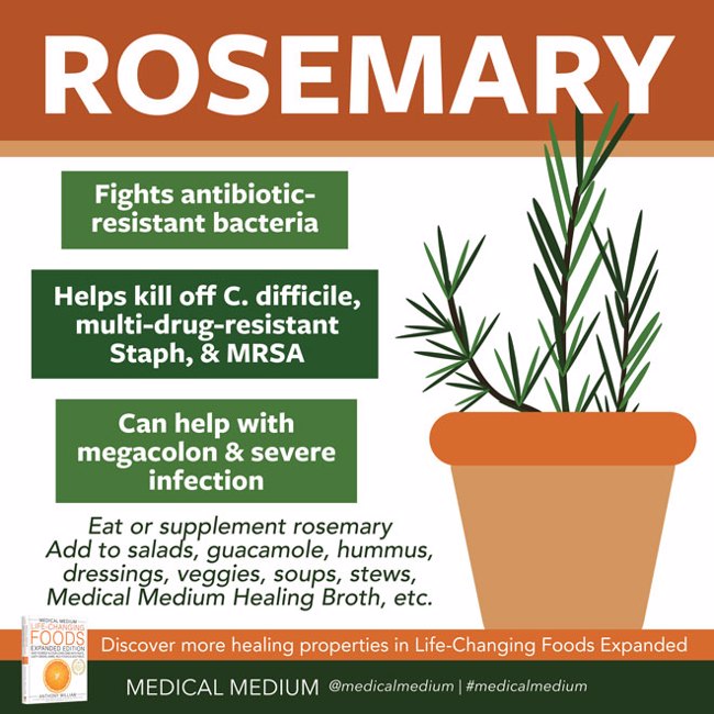 Rosemary: Bacteria Fighter