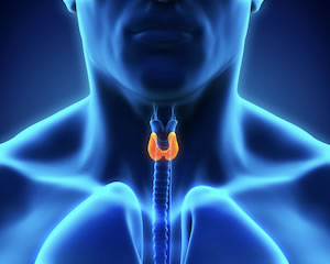 Thyroid Hormones 